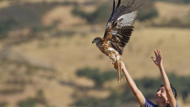 Back from the brink: UK red kites aid Spanish cousins