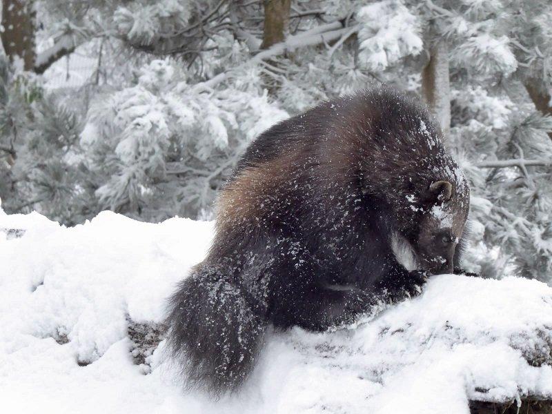 wolverine in the snow