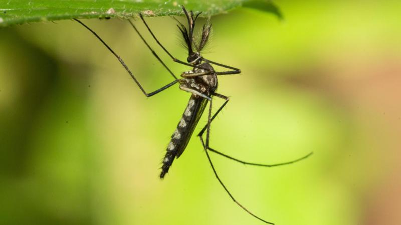 Mosquitoes found in Iceland for first time after record heat