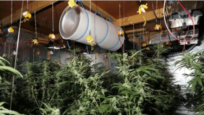 Secret £3.5m cannabis farm that stood out like a 'beacon' in sleepy village