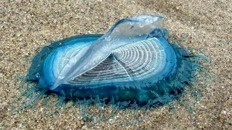 'Incredible' blue sea creatures appear on beaches