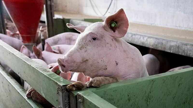Spain's huge pork industry seeks salvation from swine fever threat
