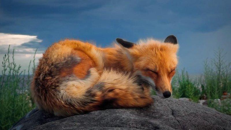 fox sleeping