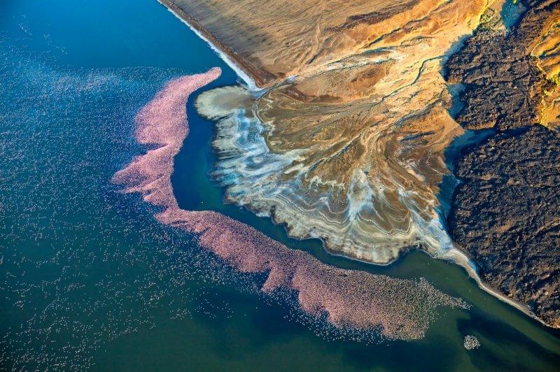 Of his photo Flamingos at Lake Logipi, Martin Harvey says:."The early morning sun lights a scene of flamingos gathered at the edge of Lake Logipi, next to an interesting fan-like geological formation." Lake Logipi is a salty and alkaline lake that lies at the northern end of arid Suguta Valley in the Rift Valley in northern Kenya, close to volcanic areas where nutrients in the water bring flamingos to feed.