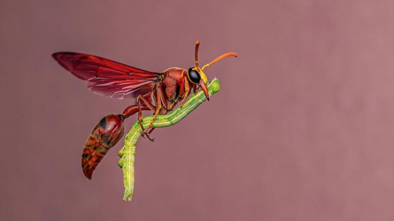 Wasp 'riding a broomstick' wows photography judges