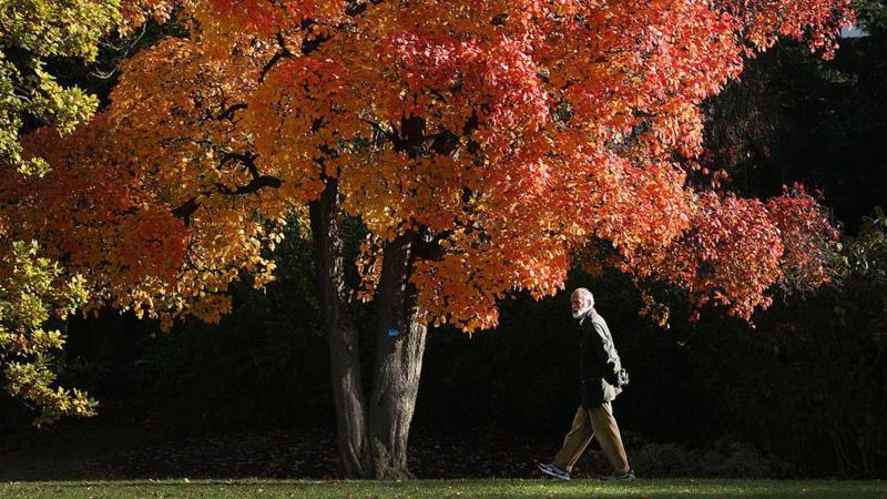 Spectacular autumn leaves expected after warm UK summer