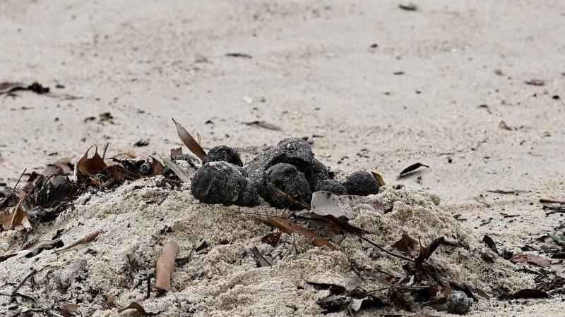 A handful of black balls on the sand with other sea debris