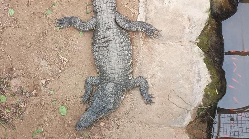 Boy, 3, injured in crocodile attack returns home