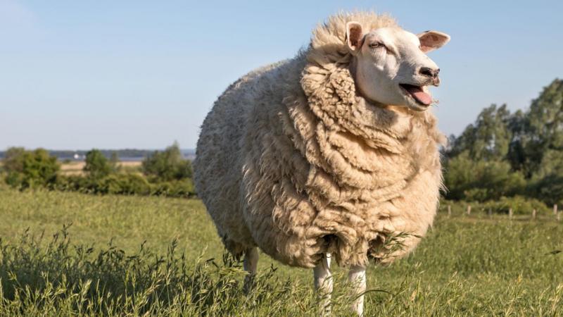From jumpers to slug pellets - how British wool is back in demand