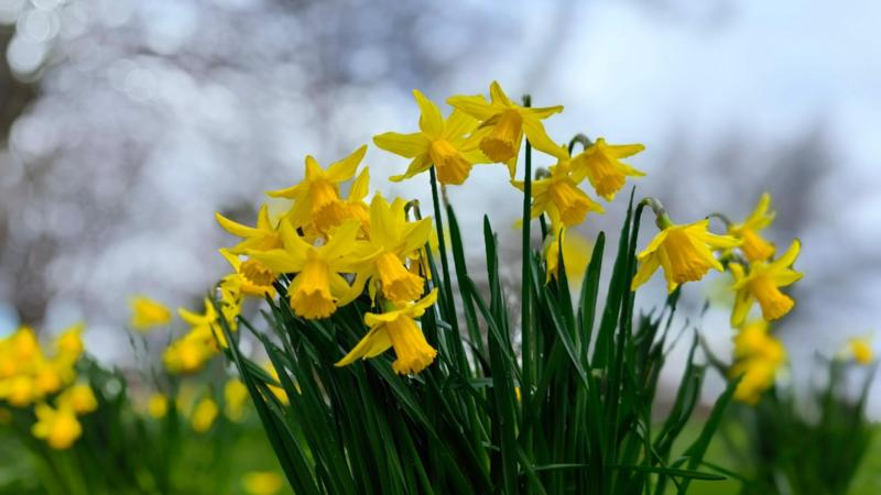 Break from wintry weather as UK temperatures to climb as high as 14C