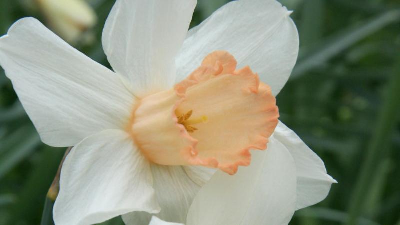 Rare pink daffodils might be growing in your garden - could you spot one?