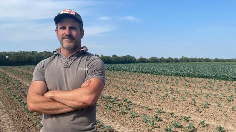 Broccoli harvest hit by heatwave and lack of water