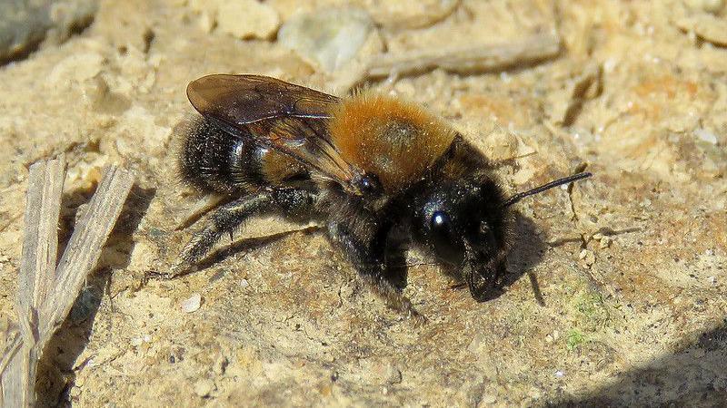 Cliff Mason Bee (Osmia xanthomelana)