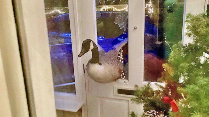 Woman's shock as goose smashes through front door