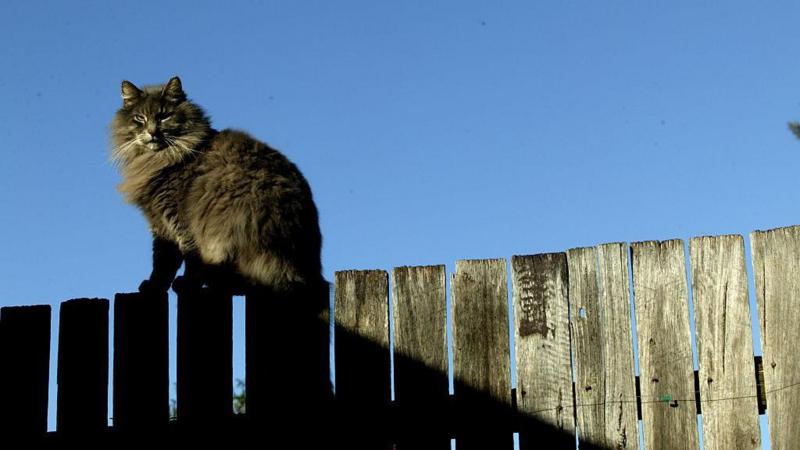 Cat poo row goes to high court after neighbours kick up a stink