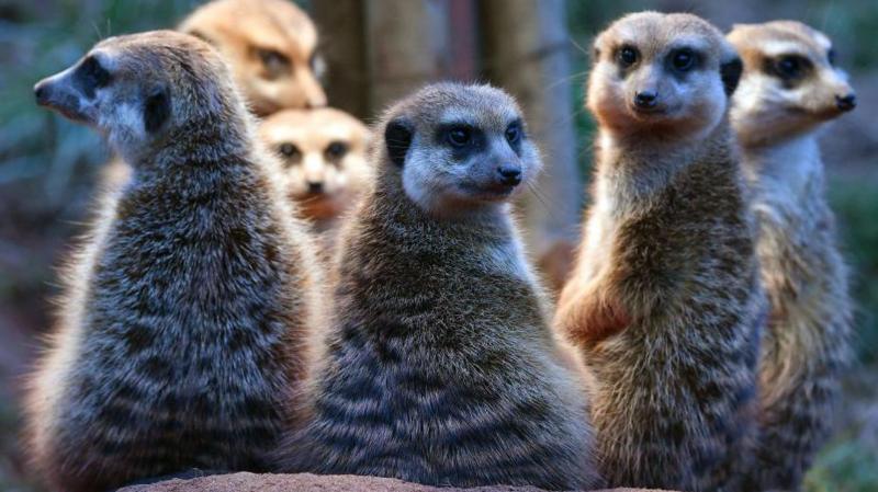 Humans cuddle up to meerkats in the monogamy rankings