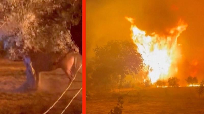 Watch: Wildfire approaches horse enclosure in Greece