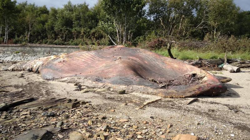 Washed up whale left to rot 'naturally' on Fife beach for nine months ...