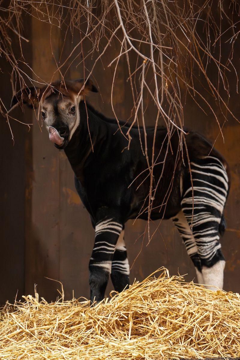 a picture of miloli standing in a nest of hay