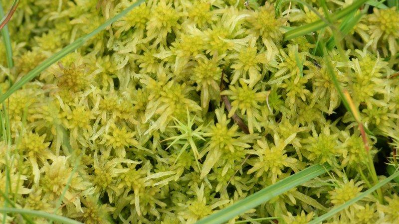 Sphagnum moss