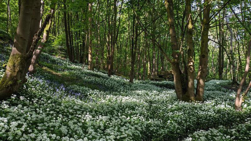 A carpet of white flowers on the ground in a wood