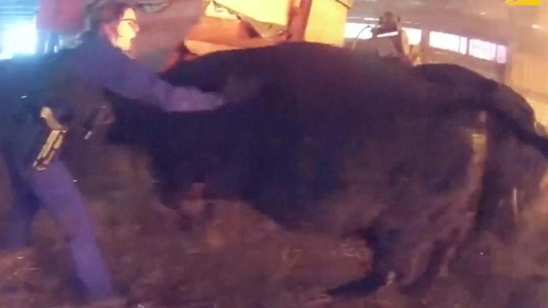 Watch: Police rescue cows from burning barn
