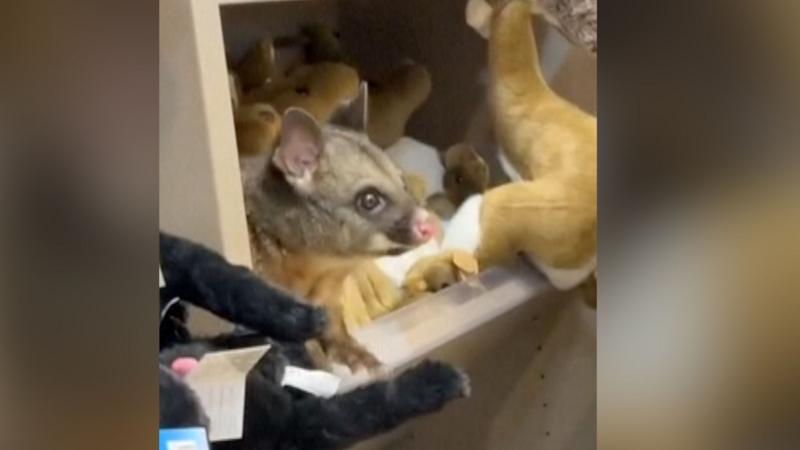 Watch: Real possum spotted on toy animal shelf at Australian airport