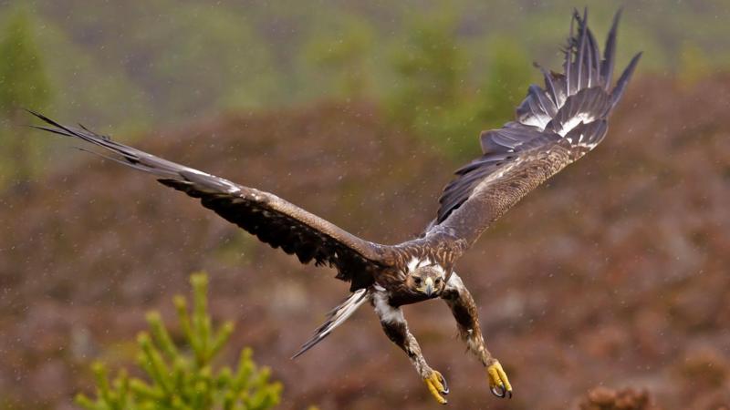 Golden eagles' return to English skies gets government backing