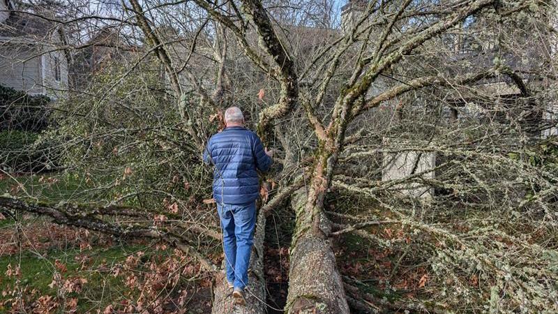 A man walking through a tree to reach his sister