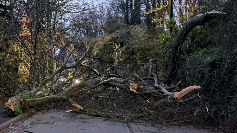 A large, fallen tree completely blocks a road with hedges either side.