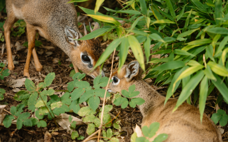 Two antelopes with their faces touching