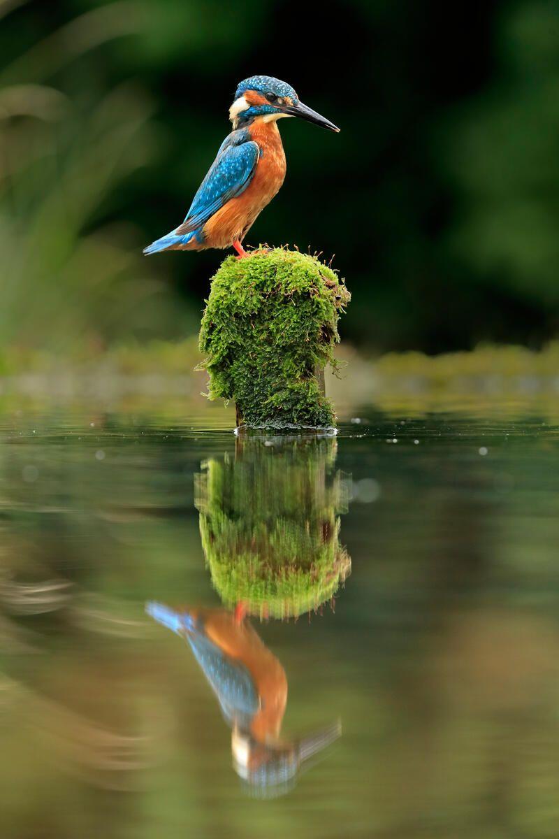 kingfisher