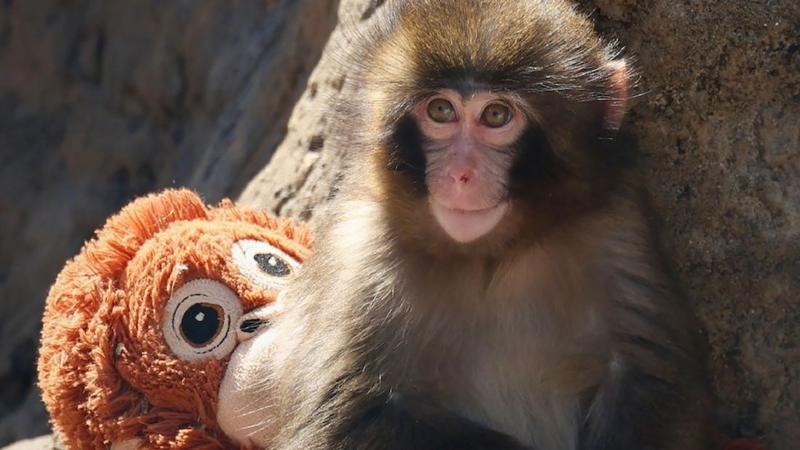 Weekly quiz: How did this baby monkey break the internet's heart?