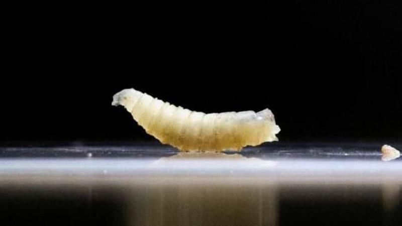 US plans to fight flesh-eating screwworm outbreak with flies and dogs