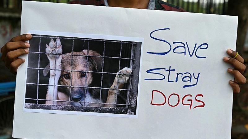 India top court shelves plan to lock up Delhi's street dogs