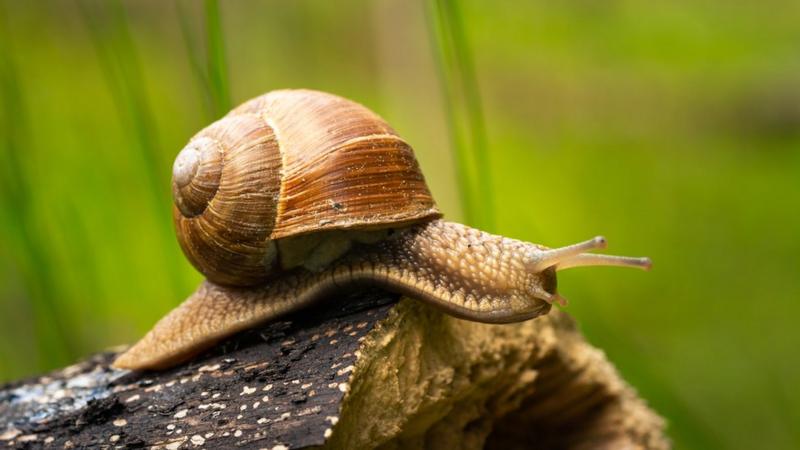 'Extinct' partula snails released back into the wild - BBC Newsround