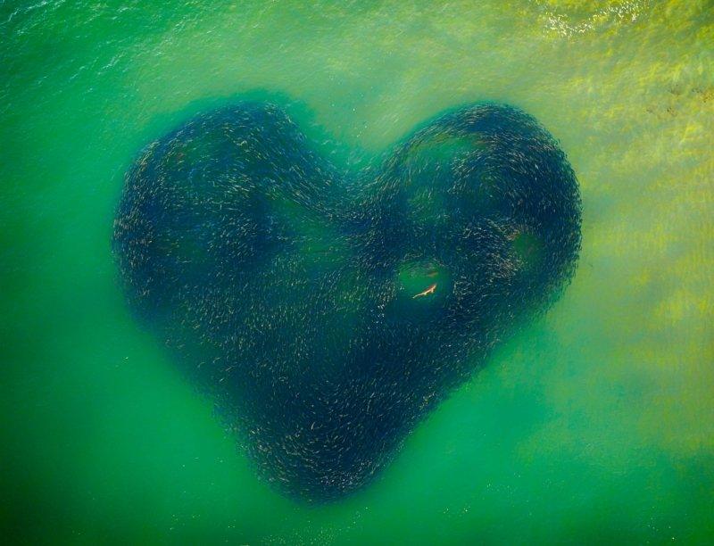 This amazing picture won the Photo of the year at the Drone photo awards. it's called the Love Heart of Nature and was taken by Jim Picot. In winter, a shark is hunting inside a school of salmon when, as they try to avoid it the school shape became a heart shape.