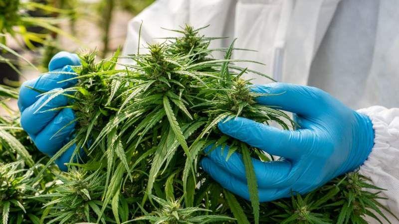 Cannabis plant being handled by hands in blue gloves, you can see part of the person's arms and torso wearing a white coverall