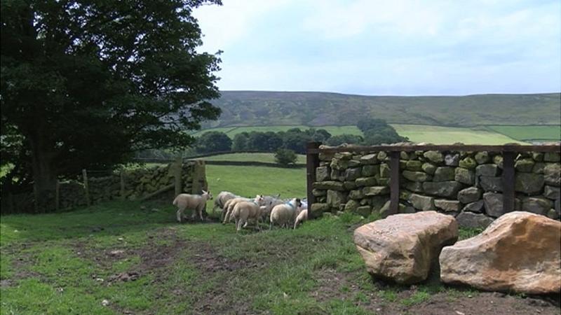 Trial of technology to tackle sheep rustling in North Yorkshire - BBC News