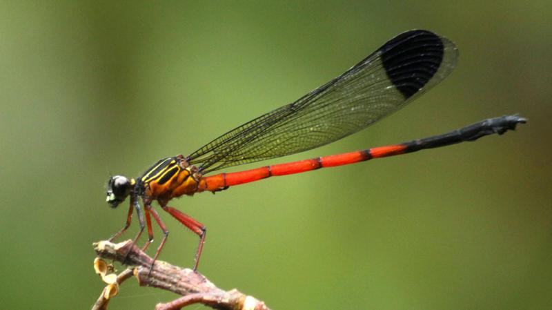 Dragonflies in distress: Scientists sound alarm in India's ecological hotspot