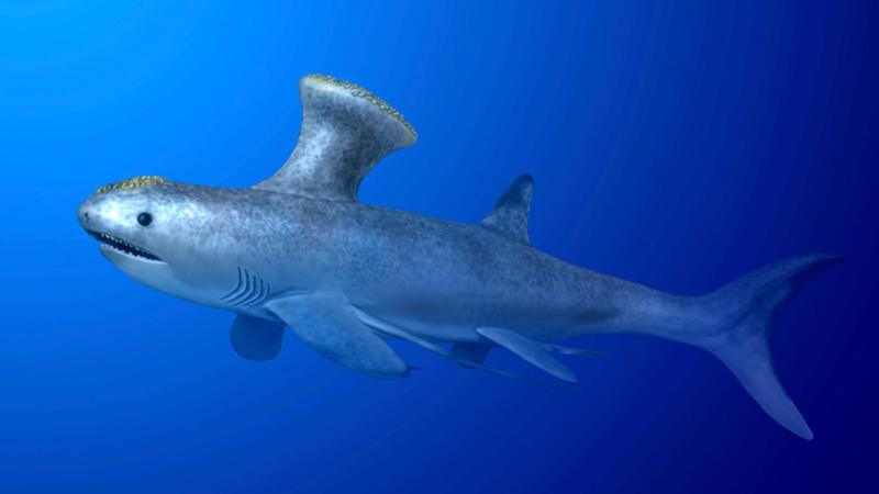 The prehistoric shark found in a suburban town in Scotland