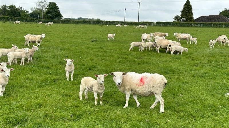 A generic image of sheep and lambs in a grass field.