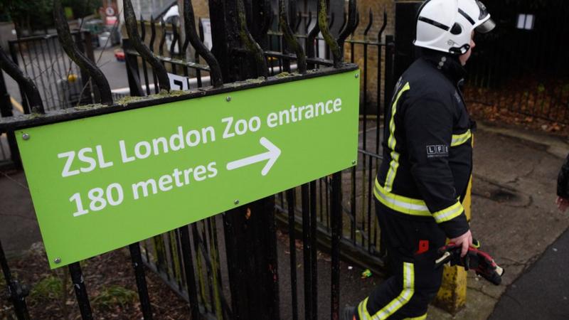 London Zoo fire kills aardvark 'and meerkats' - BBC News