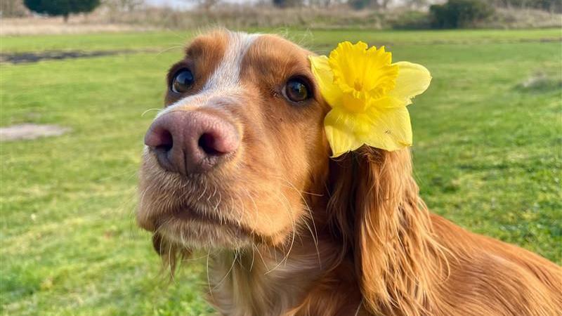 A medium size got is facing the camera. It has golden and white hair, and big brown eyes. A daffodil has been tucked between its left ear and head. 