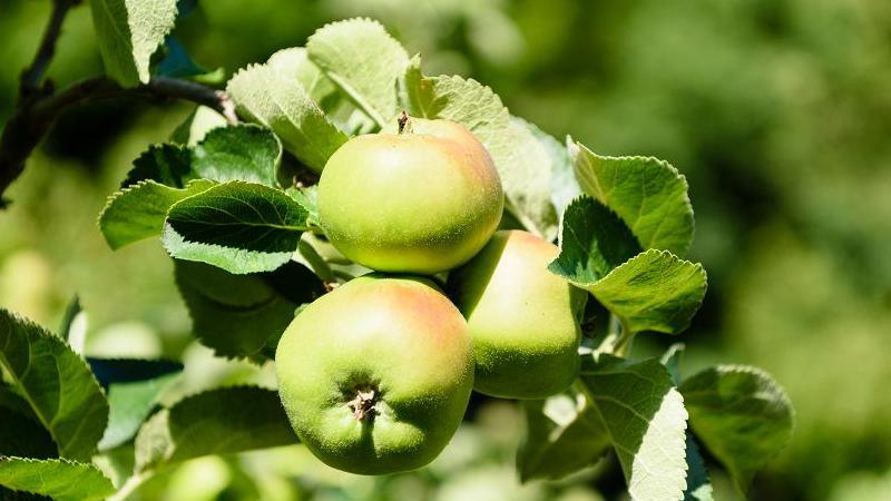 Armagh apples on branches, green and slightly red and shining in the sunshine. 