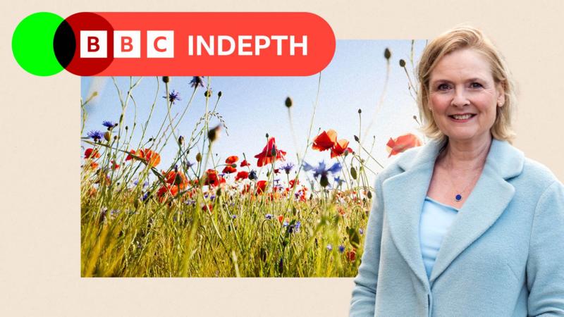 Martha Kearney: I'm worried about Britain's wildflowers - so my husband and I planted a meadow