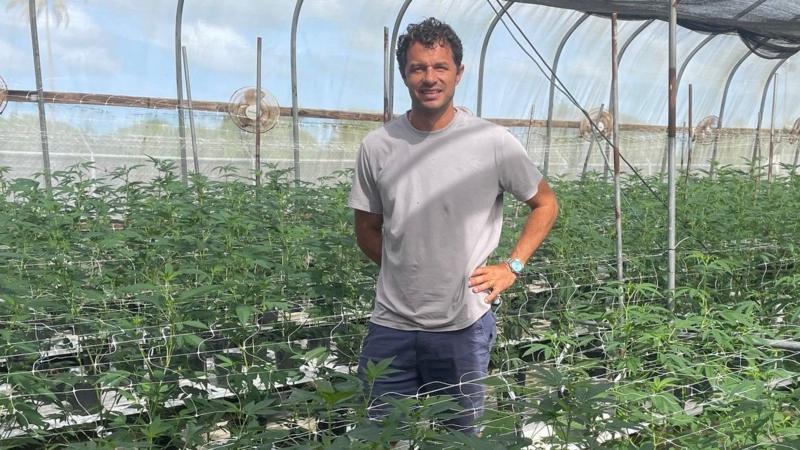 Caribbean cannabis growers eye budding domestic sales and exports