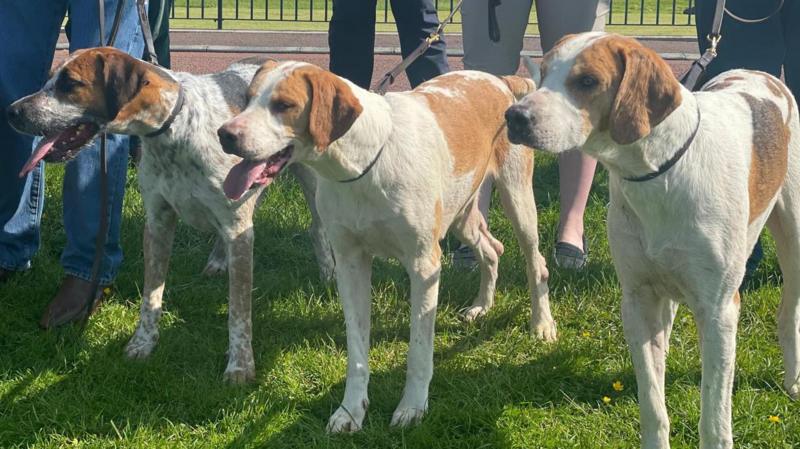 Hunting supporters say ban leaves dog owners at risk of prosecution