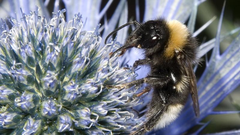 Insects - BBC News