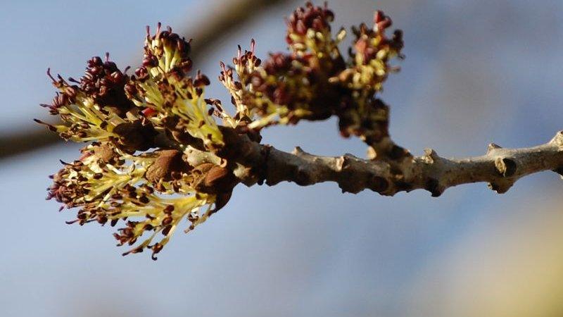 Ash in flower (Image: BBC)